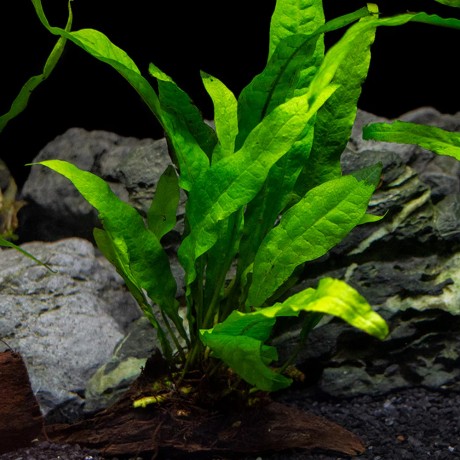 Microsorum pteropus (java fern) ADET