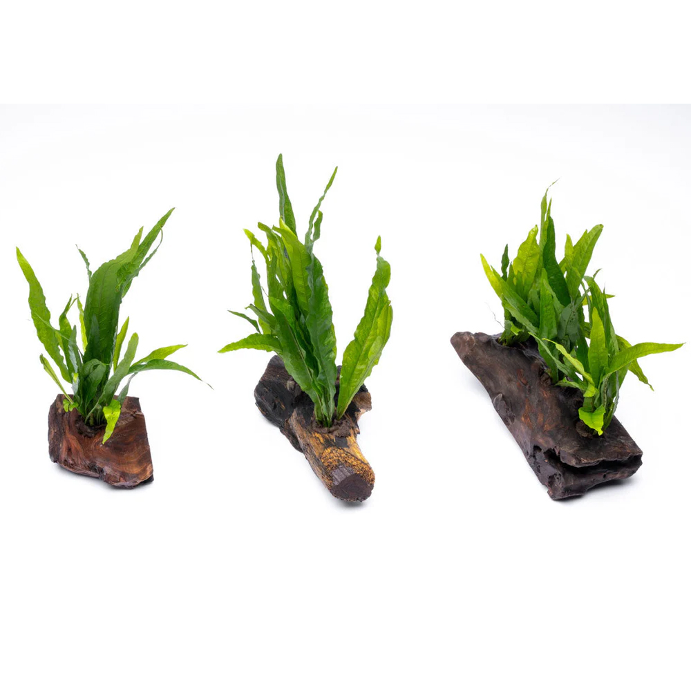 Microsorum pteropus (java fern) ADET