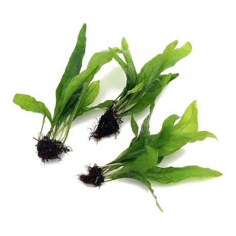 Microsorum pteropus (java fern) ADET