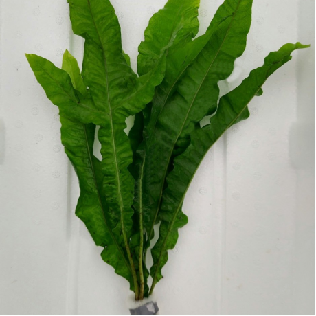 Microsorum pteropus giganteus (Java fern) BUKET