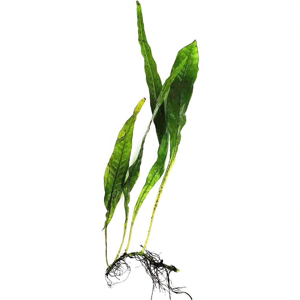 Microsorum pteropus (java fern) ADET