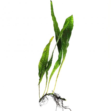 Microsorum pteropus (java fern) ADET