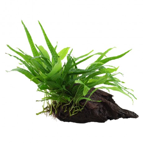 Microsorum pteropus narrow ADET