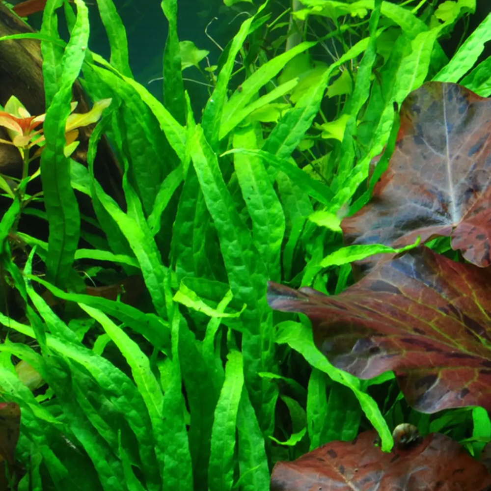 Microsorum pteropus narrow ADET