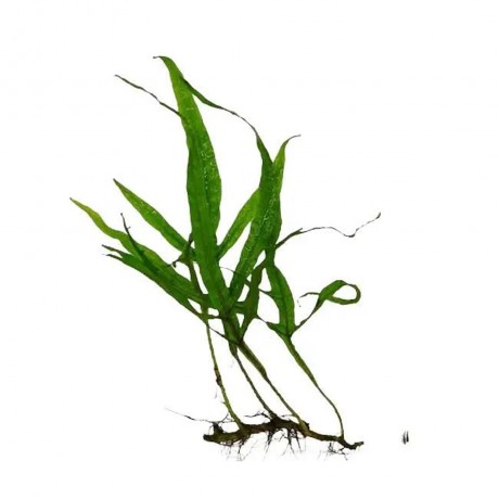 Microsorum pteropus narrow ADET