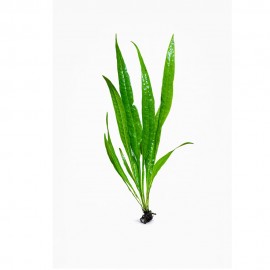 Microsorum pteropus sp. narrow ADET