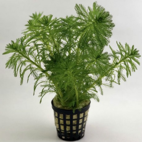 Myriophyllum aquatica SAKSI