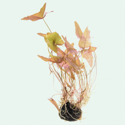 Nymphaea stellata (yumru) (Lotus) Large ADET