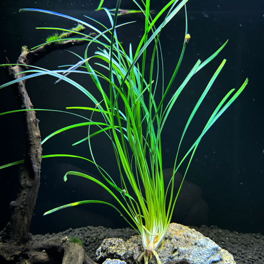 Ophiopogon japonica DEMET