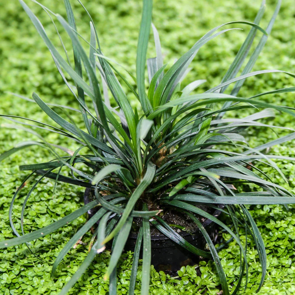 Ophiopogon japonica DEMET