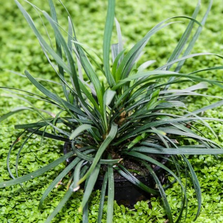 Ophiopogon japonica ADET