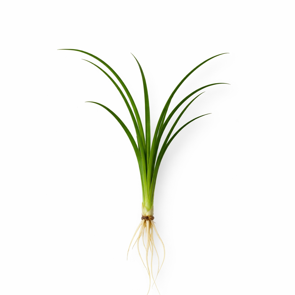 Ophiopogon japonica ADET