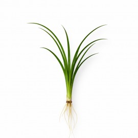 Ophiopogon japonica ADET