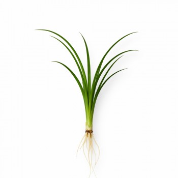 Ophiopogon japonica ADET