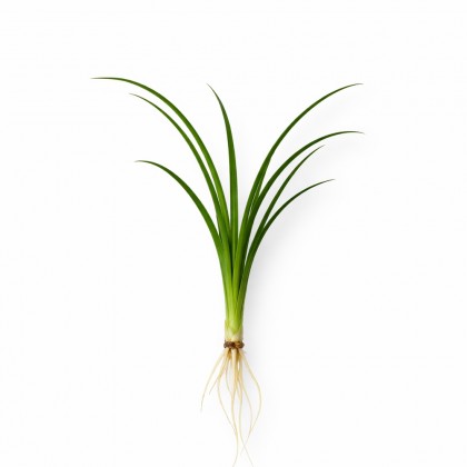 Ophiopogon japonica ADET