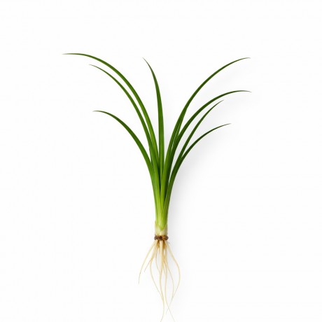 Ophiopogon japonica ADET