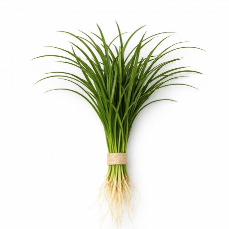 Ophiopogon japonica ADET