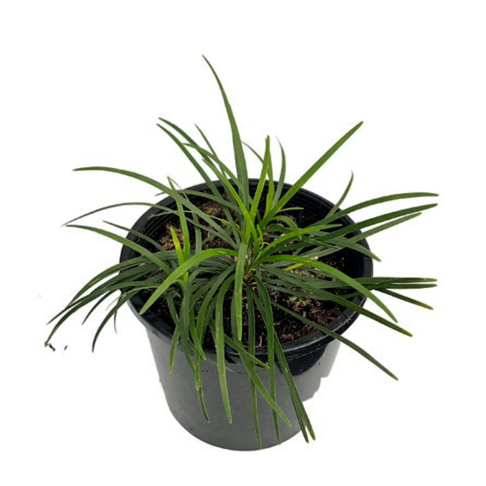 Ophiopogon japonica DEMET