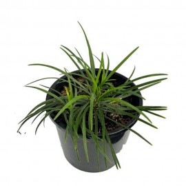 Ophiopogon japonica SAKSI