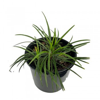 Ophiopogon japonica SAKSI