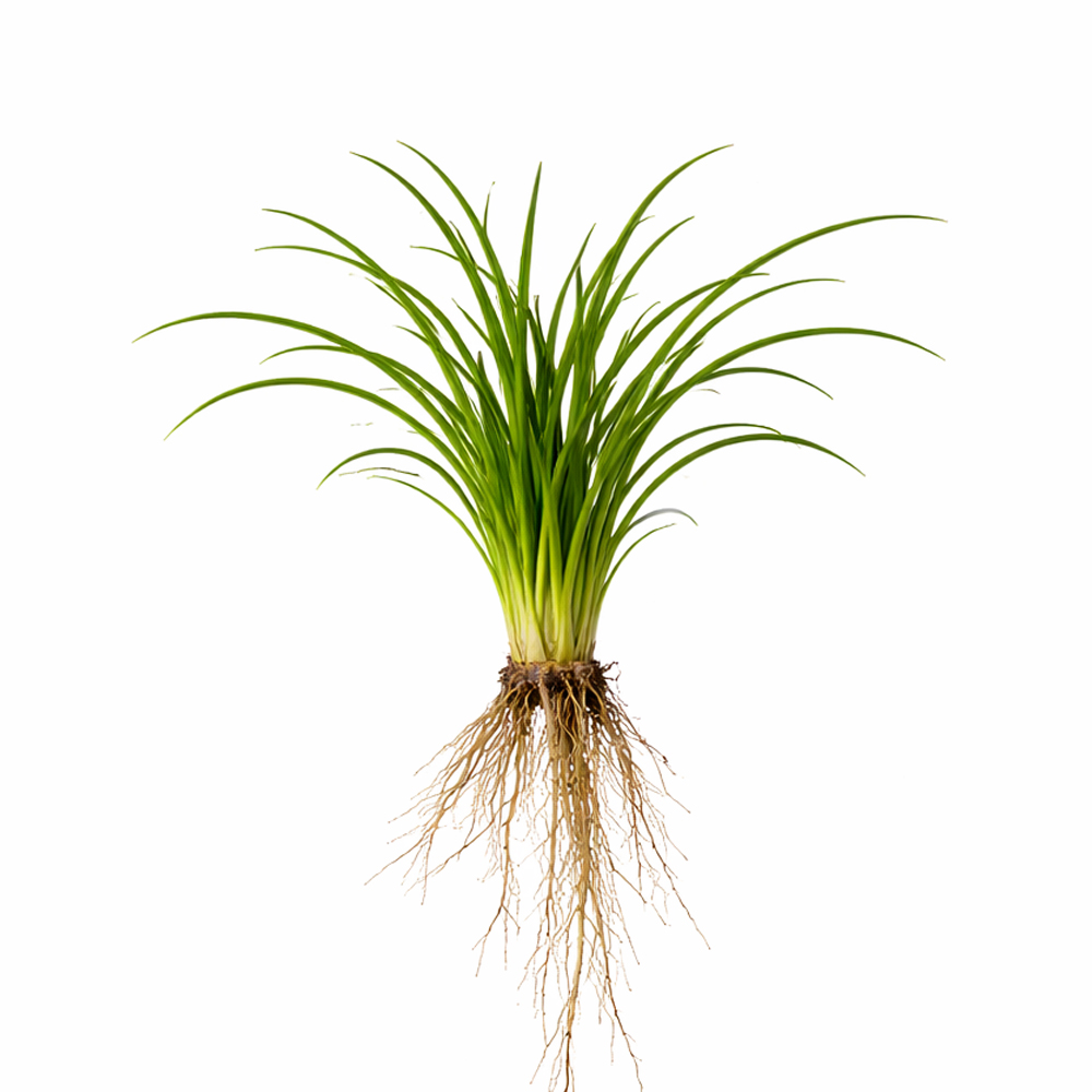 Ophiopogon pusillus ADET