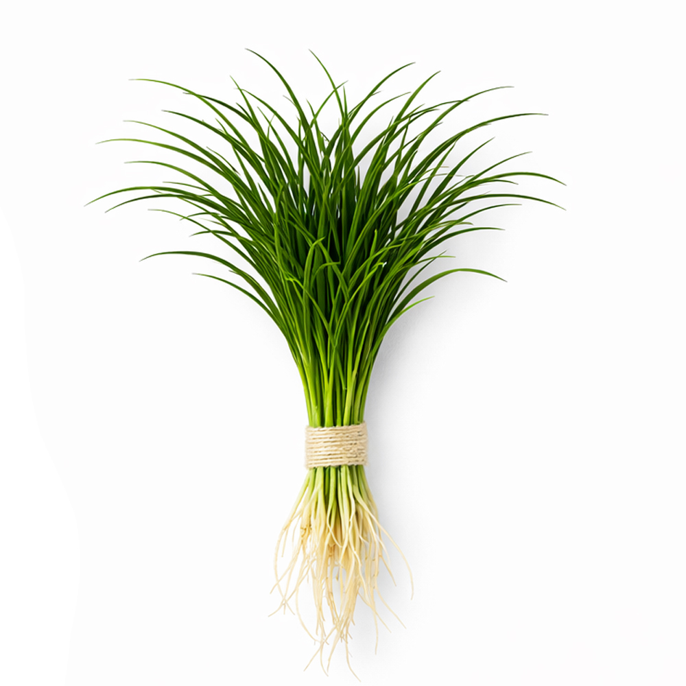 Ophiopogon pusillus DEMET