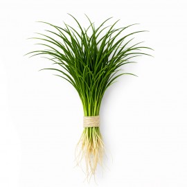 Ophiopogon pusillus DEMET