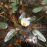 Ottelia ulvifolia ADET