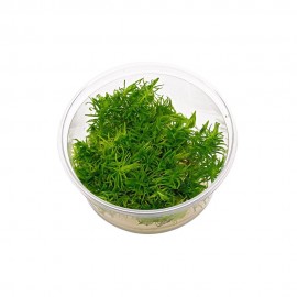 Pogostemon erectus T/C CUP