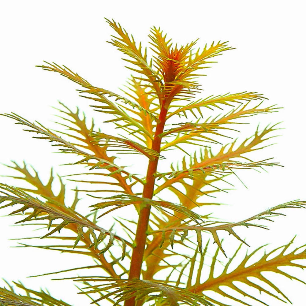 Proserpinaca palustris T/C CUP