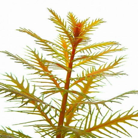 Proserpinaca palustris T/C CUP