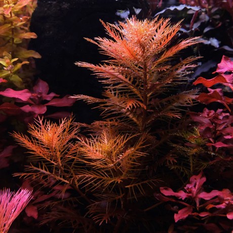 Proserpinaca palustris T/C CUP