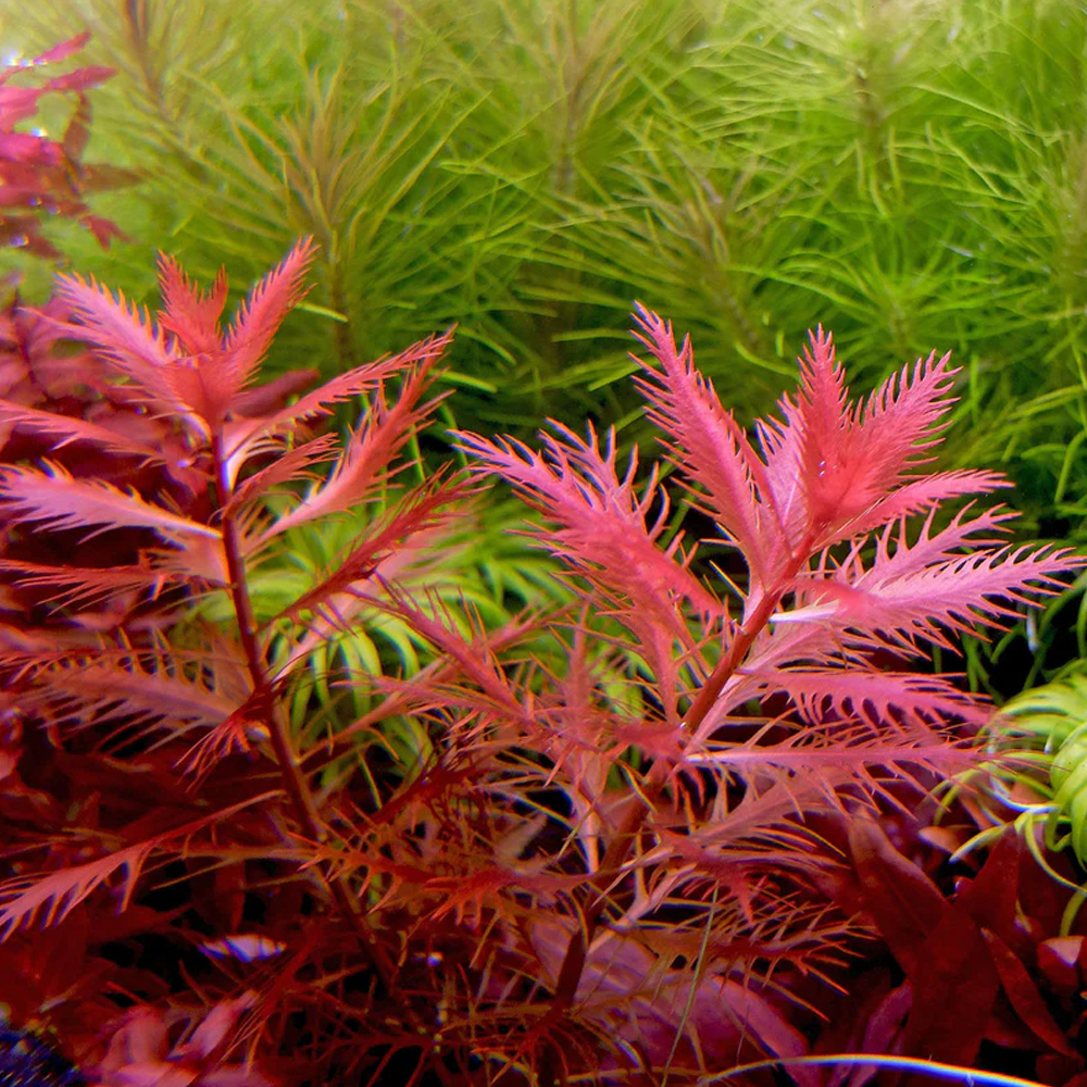 Proserpinaca palustris T/C CUP