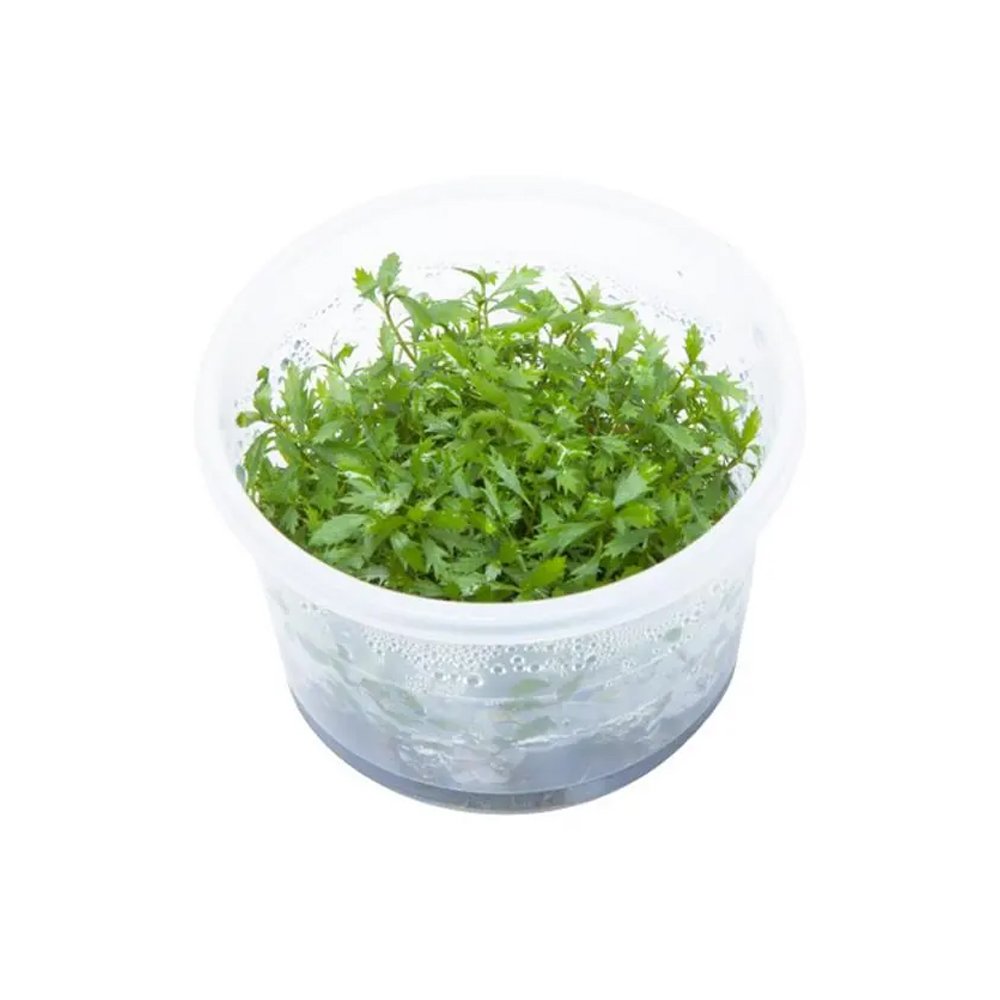 Proserpinaca palustris T/C CUP