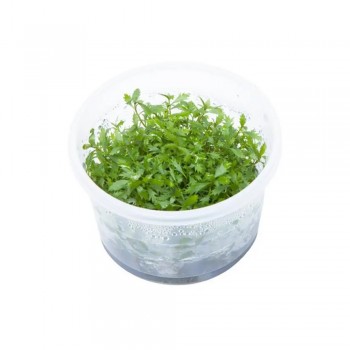 Proserpinaca palustris T/C CUP