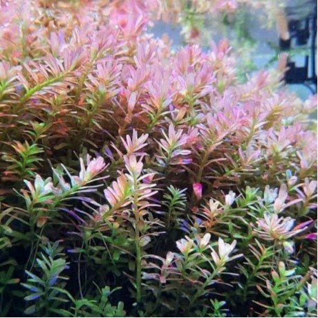 Rotala bds SAKSI