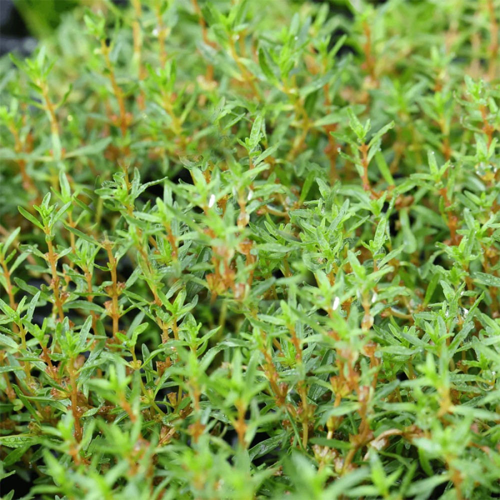 Rotala florida SAKSI