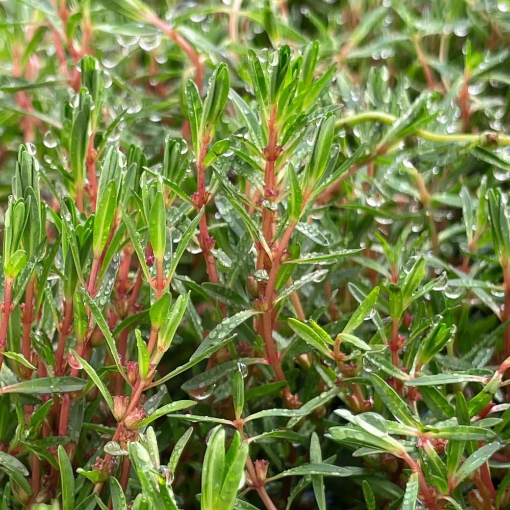 Rotala florida SAKSI