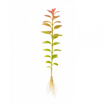 Rotala indica (Rotala rotundifolia) ADET