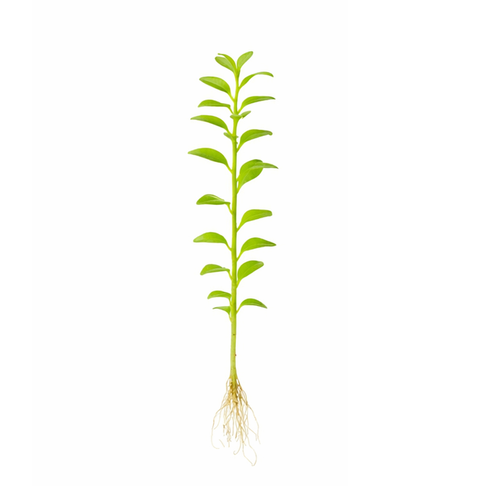 Rotala indica green ADET