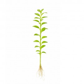 Rotala indica green ADET