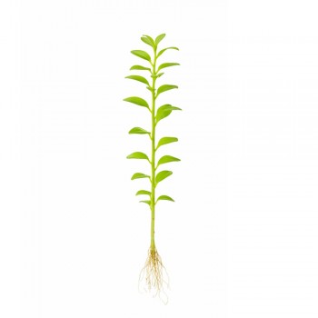 Rotala indica green ADET