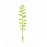Rotala indica green ADET