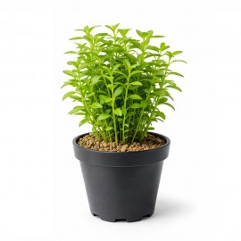 Rotala indica green SAKSI