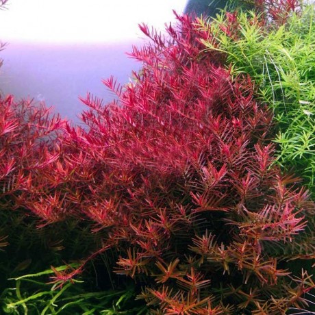 Rotala indica red SAKSI