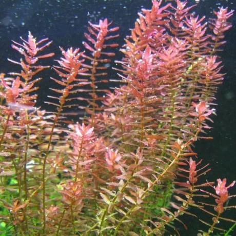 Rotala indica red SAKSI