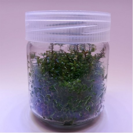 Rotala indica red IN VITRO 200 CC DEV KAVANOZ