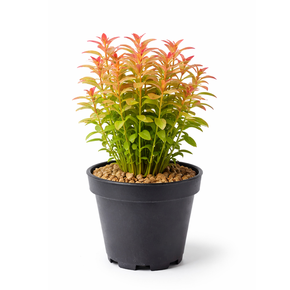 Rotala indica (Rotala rotundifolia) SAKSI