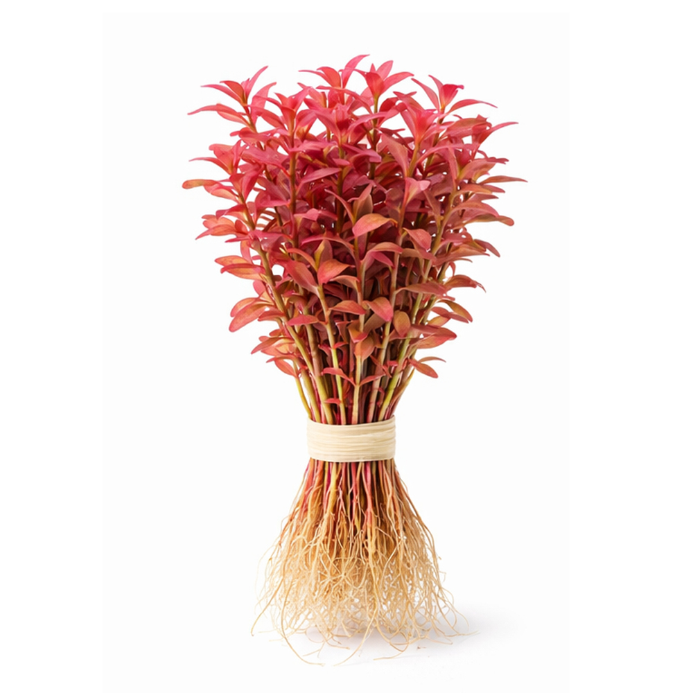 Rotala macrandra mini pink DEMET