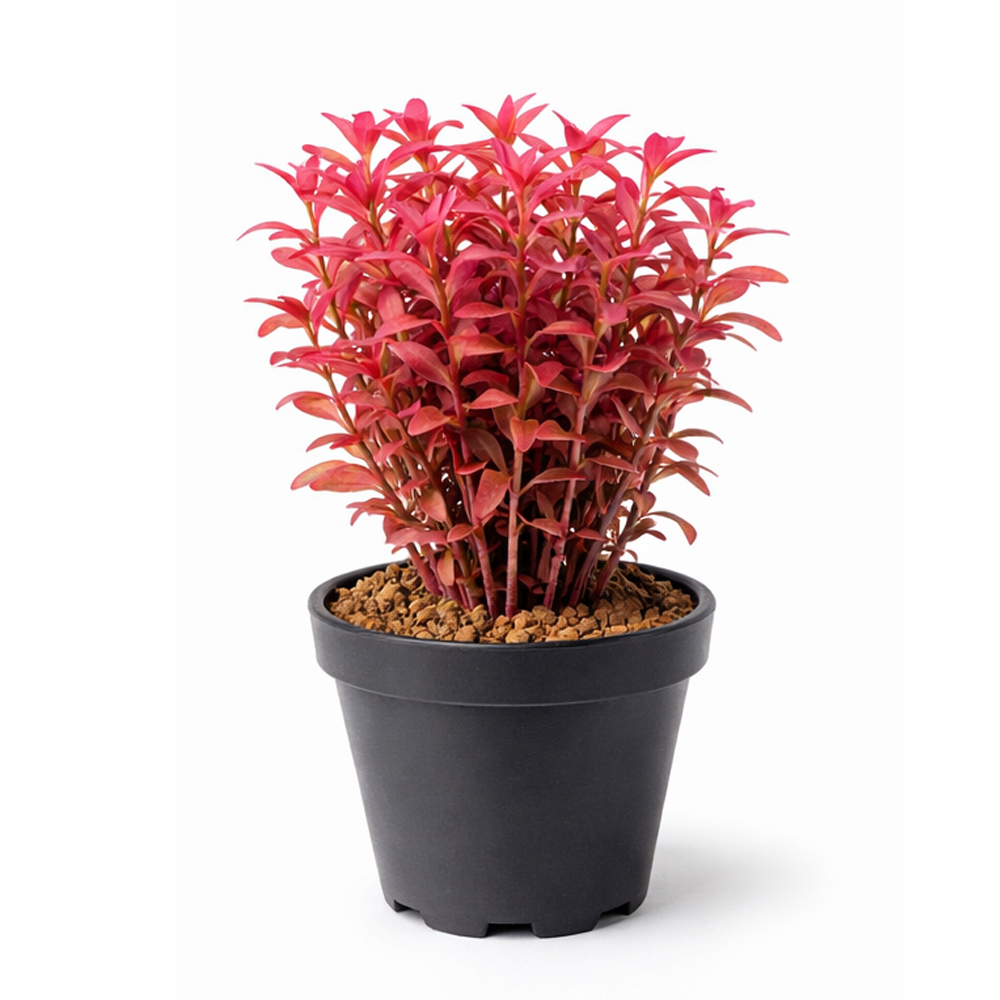 Rotala macrandra mini pink DEMET